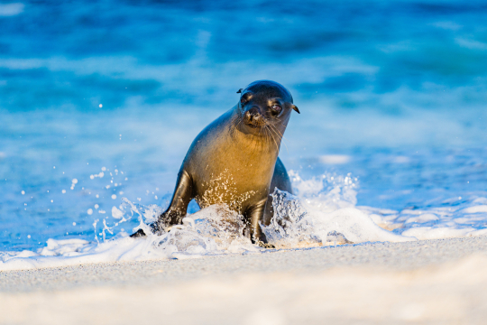 Eine Robbe am Strand wird von einer Welle davongetragen